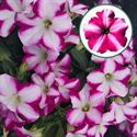 Bild von Petunia P12 Magenta Star